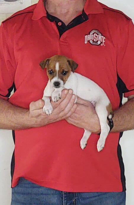 Joey, Healthy Jack Russell Mix Puppy