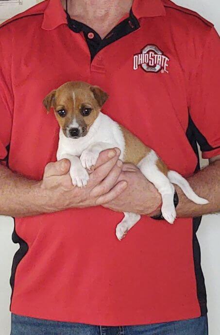 Joy, Healthy Jack Russell Mix Puppy