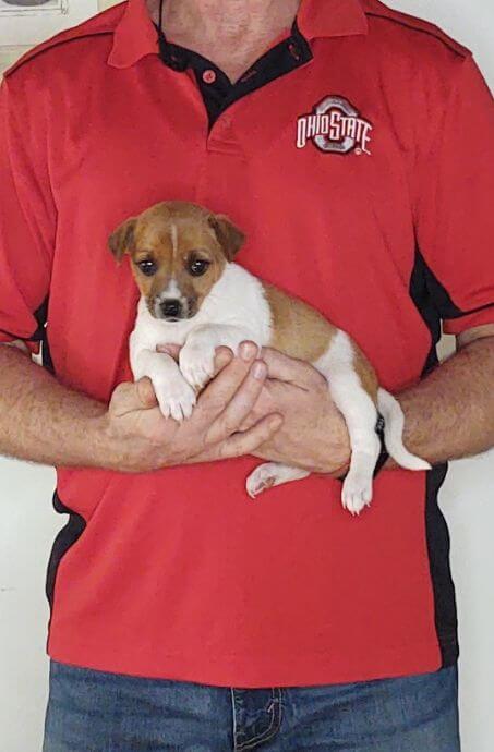 Joy, Healthy Jack Russell Mix Puppy