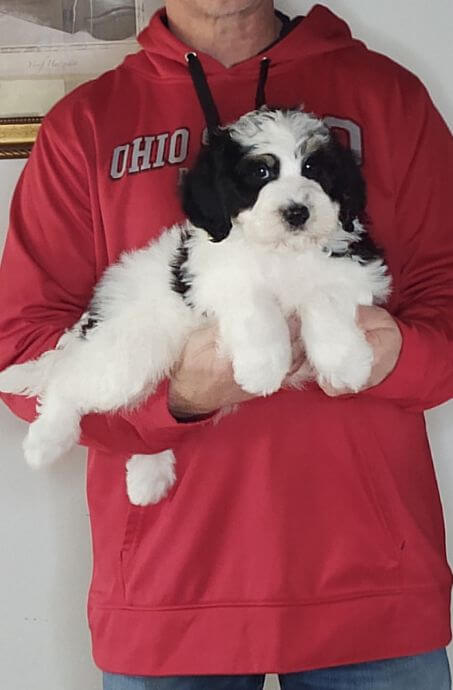 Ace, Healthy Mini Bernedoodle Puppy