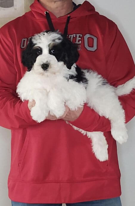 Ace, Healthy Mini Bernedoodle Puppy