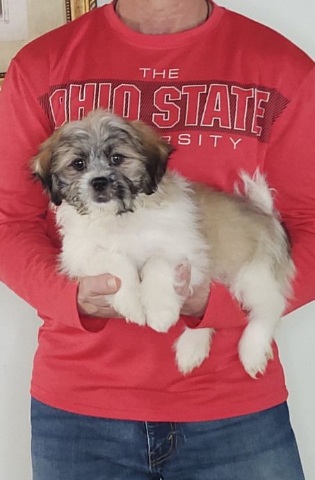 Ava, Healthy Shih Tzu Bichon Mix Puppy