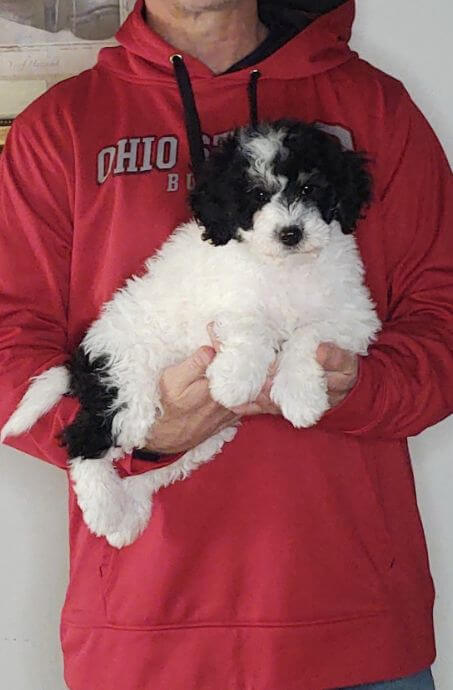 Ava, Healthy Mini Bernedoodle Puppy