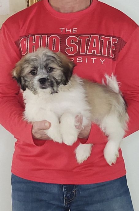 Ava, Healthy Shih Tzu Bichon Mix Puppy