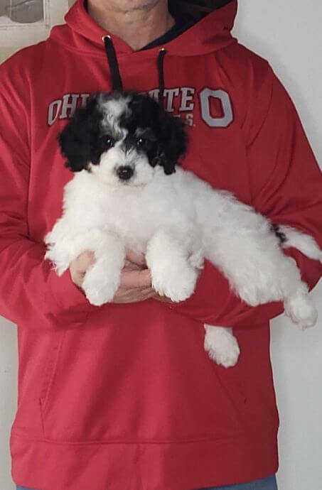 Ava, Healthy Mini Bernedoodle Puppy