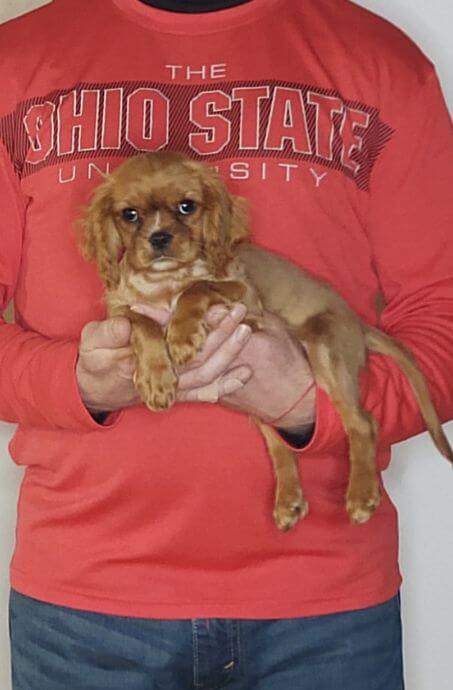 Freddy, Healthy King Charles Cavalier Puppy