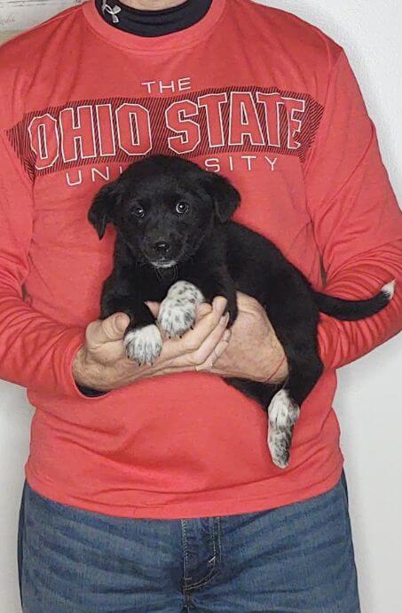 Mia, Healthy Labrador Retriever Border Collie Mix Puppy