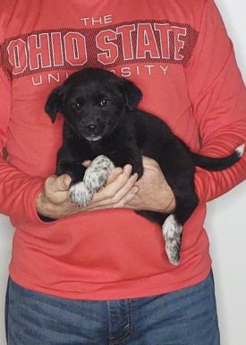 Gracie, Healthy Labrador Retriever Border Collie Mix Puppy