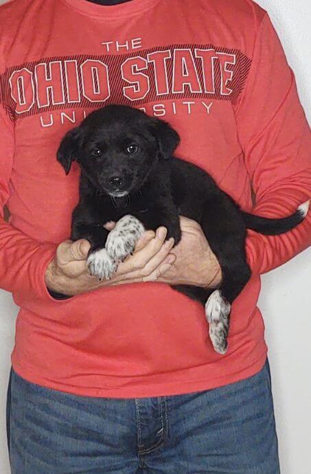 Mia, Healthy Labrador Retriever Border Collie Mix Puppy