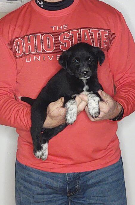 Minnie, Healthy Labrador Retriever Border Collie Mix Puppy