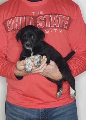 Minnie, Healthy Labrador Retriever Border Collie Mix Puppy