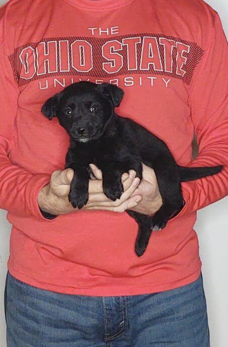 Molly, Healthy Labrador Retriever Border Collie Mix Puppy