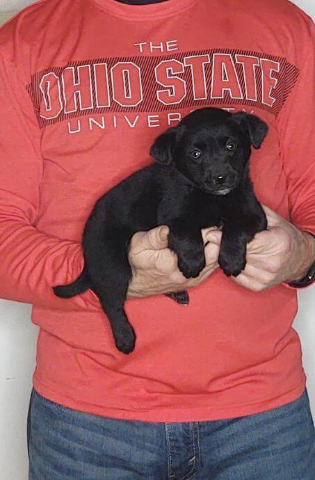 Molly, Healthy Labrador Retriever Border Collie Mix Puppy