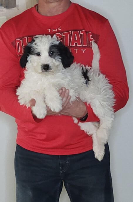 Cali, Healthy Mini Bernedoodle Puppy