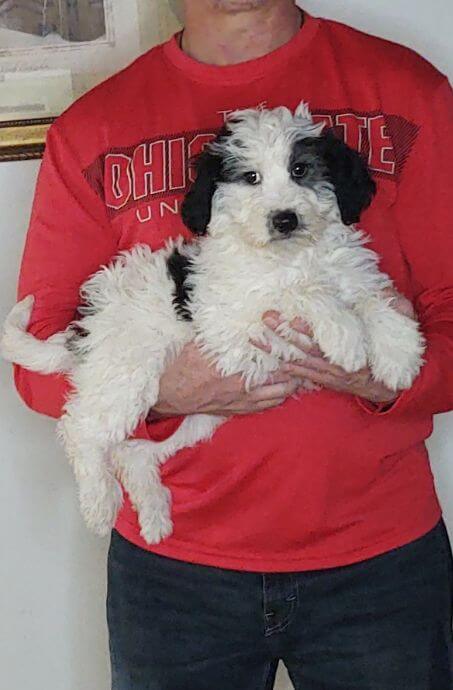 Cali, Healthy Mini Bernedoodle Puppy