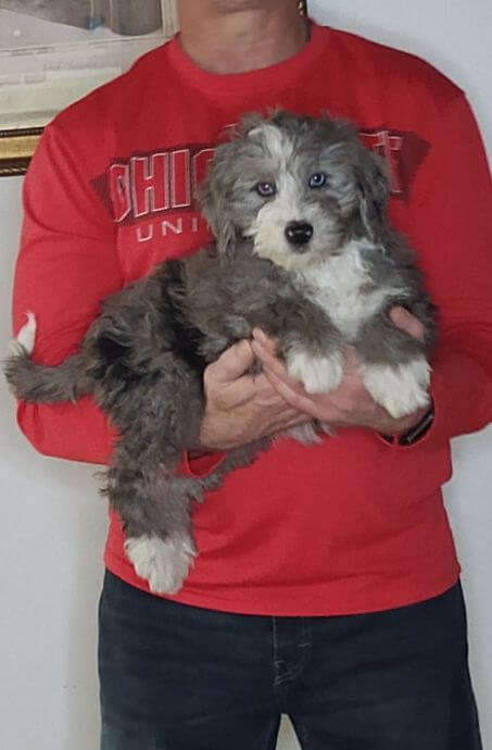 Carly, Healthy Mini Bernedoodle Puppy