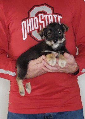 Leo, Healthy Mini Schnauzer Yorkie Mix Puppy