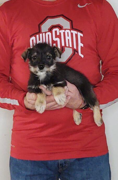 Leo, Healthy Mini Schnauzer Yorkie Mix Puppy