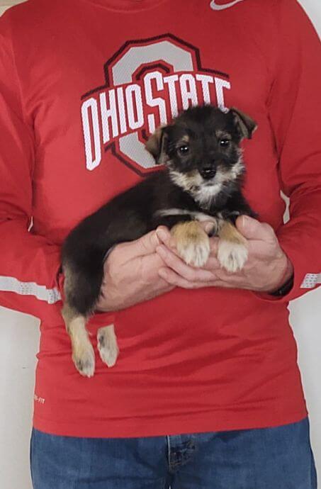 Leo, Healthy Mini Schnauzer Yorkie Mix Puppy