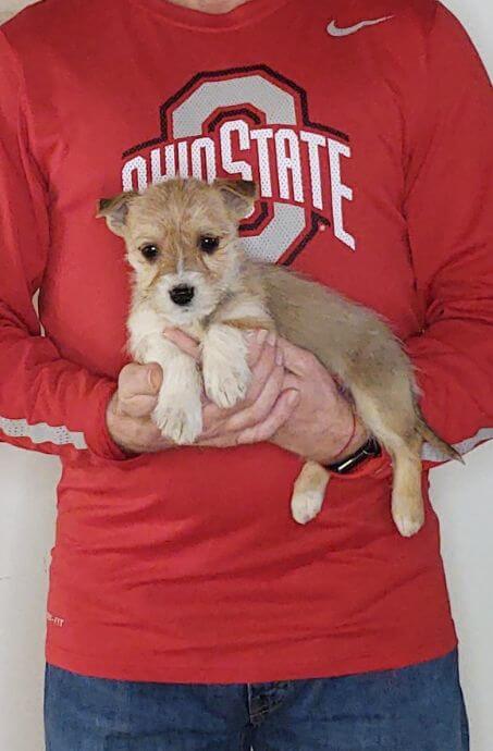 Lily, Healthy Mini Schnauzer Yorkie Mix Puppy