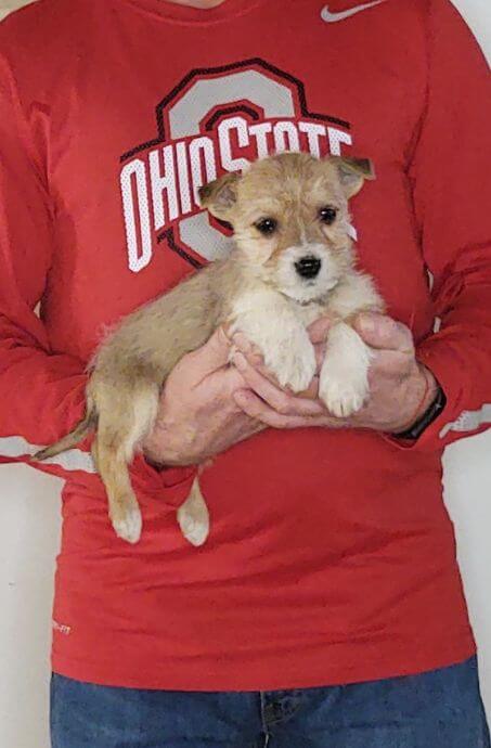 Lily, Healthy Mini Schnauzer Yorkie Mix Puppy