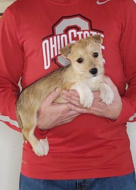 Loki, Healthy Mini Schnauzer Yorkie Mix Puppy