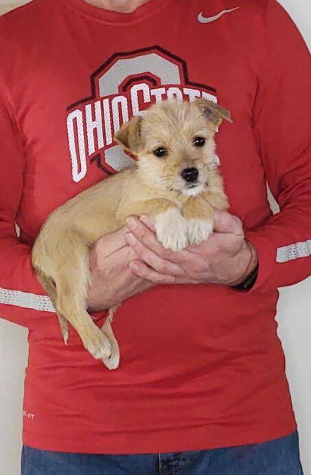 Love, Healthy Mini Schnauzer Yorkie Mix Puppy