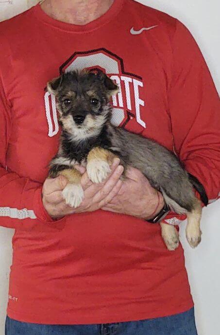 Lucy, Healthy Mini Schnauzer Yorkie Mix Puppy