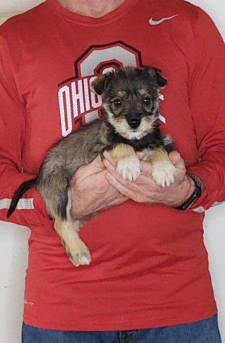 Lucy, Healthy Mini Schnauzer Yorkie Mix Puppy