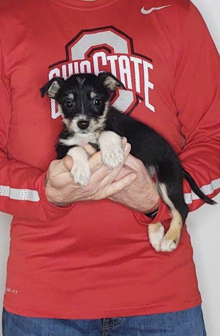 Lulu, Healthy Mini Schnauzer Yorkie Mix Puppy