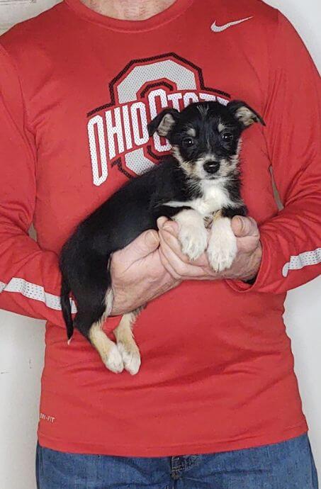 Lulu, Healthy Mini Schnauzer Yorkie Mix Puppy