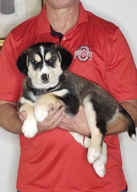 NUTMEG, 9-WEEK-OLD HUSKY GOLDEN RETRIEVER MIX