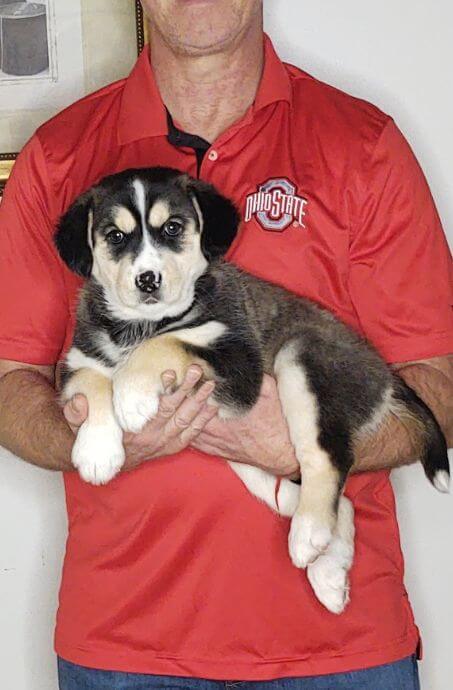 NUTMEG, 9-WEEK-OLD HUSKY GOLDEN RETRIEVER MIX