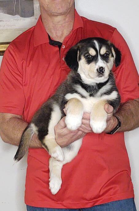 NUTMEG, 9-WEEK-OLD HUSKY GOLDEN RETRIEVER MIX