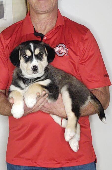 NUTMEG, 9-WEEK-OLD HUSKY GOLDEN RETRIEVER MIX