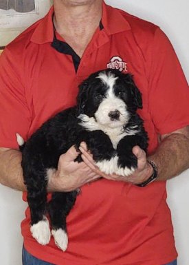 PARKER, 8-WEEK-OLD BERNADOODLE