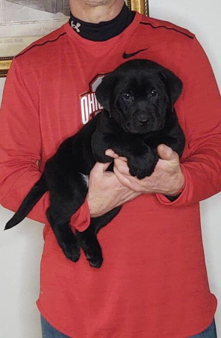 Sam, Healthy Labrador Retriever Puppy