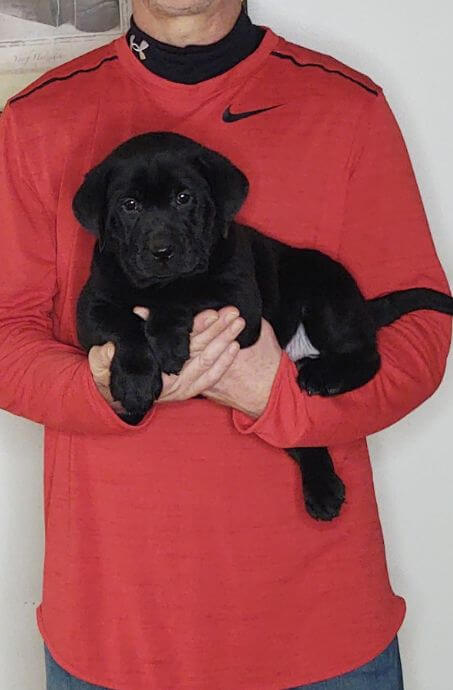 Sam, Healthy Labrador Retriever Puppy