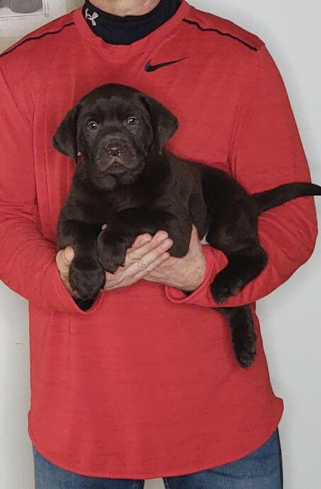 Sassy, Healthy Labrador Retriever Puppy