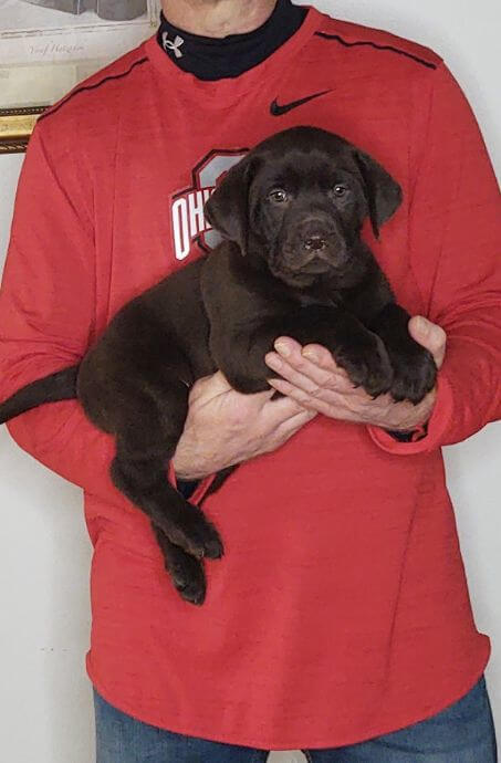 Sassy, Healthy Labrador Retriever Puppy