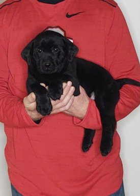 Sophie, Healthy Labrador Retriever Puppy