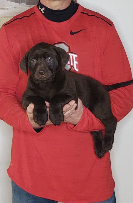 Sugar, Healthy Labrador Retriever Puppy