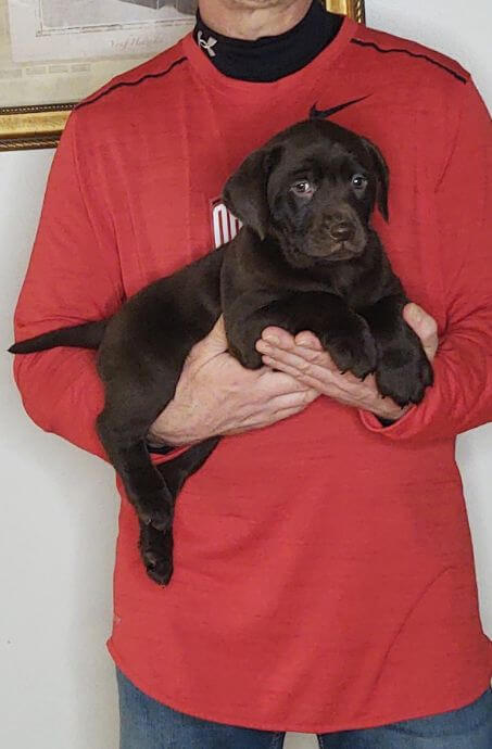 Sugar, Healthy Labrador Retriever Puppy