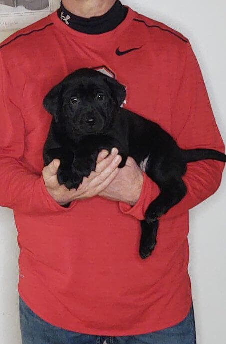 Summer, Healthy Labrador Retriever Puppy