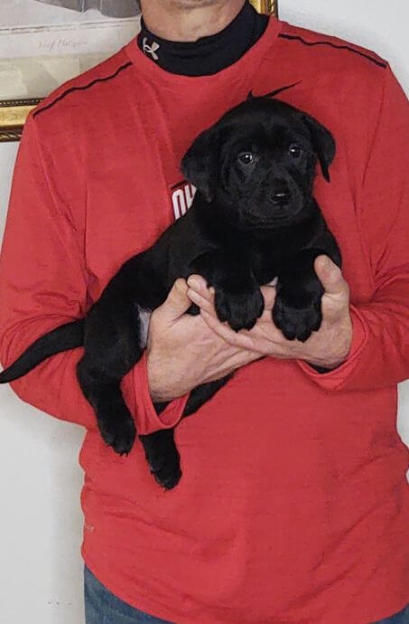 Summer, Healthy Labrador Retriever Puppy