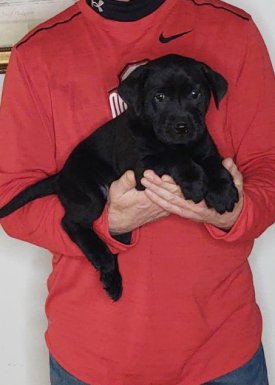 Sweetie, Healthy Labrador Retriever Puppy