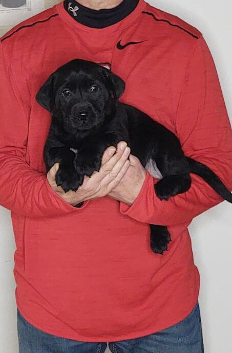 Sweetie, Healthy Labrador Retriever Puppy