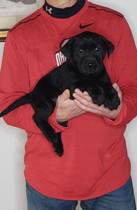 Sweetie, Healthy Labrador Retriever Puppy