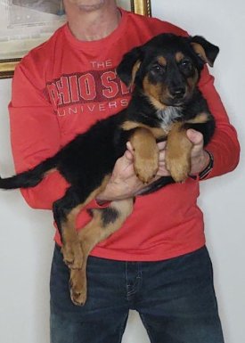 Sadie, Healthy German Shepherd Mix Puppy