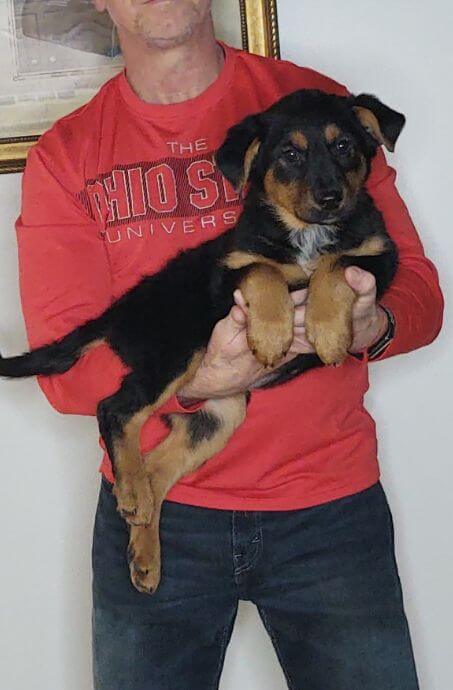 Tasha, Healthy German Shepherd Mix Puppy